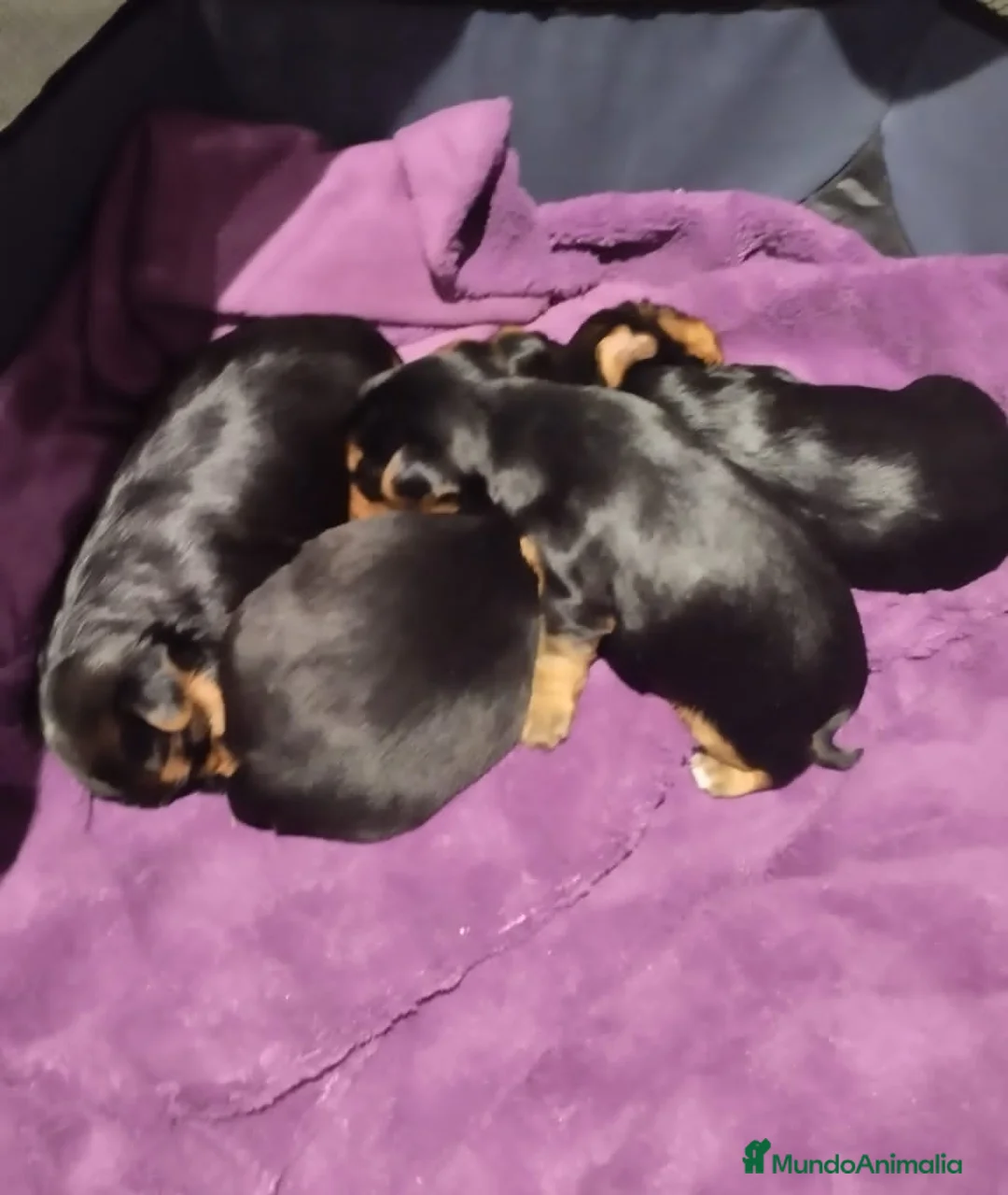Yorkshire Terrier perros en venta: Yorkshire  en Barcelona - Anuncio 3