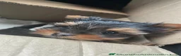 Yorkshire Terrier perros en venta: Camada yorkshire mini - Anuncio 4
