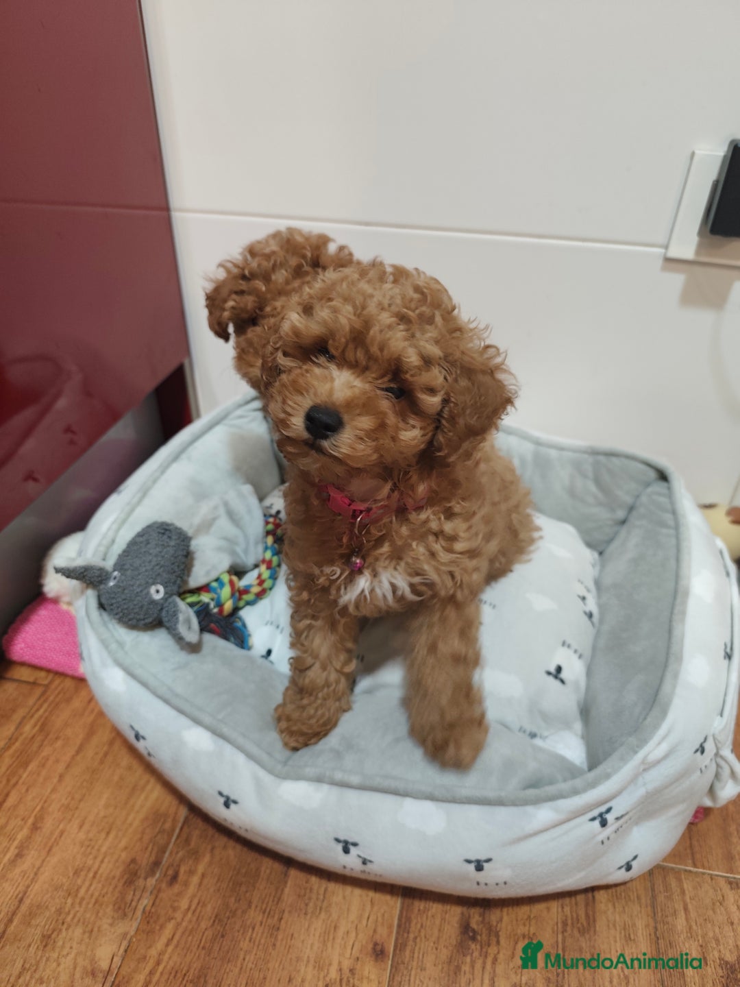 Caniche Toy perros en venta: Cachorritas disponibles toy roja - Imagen 4