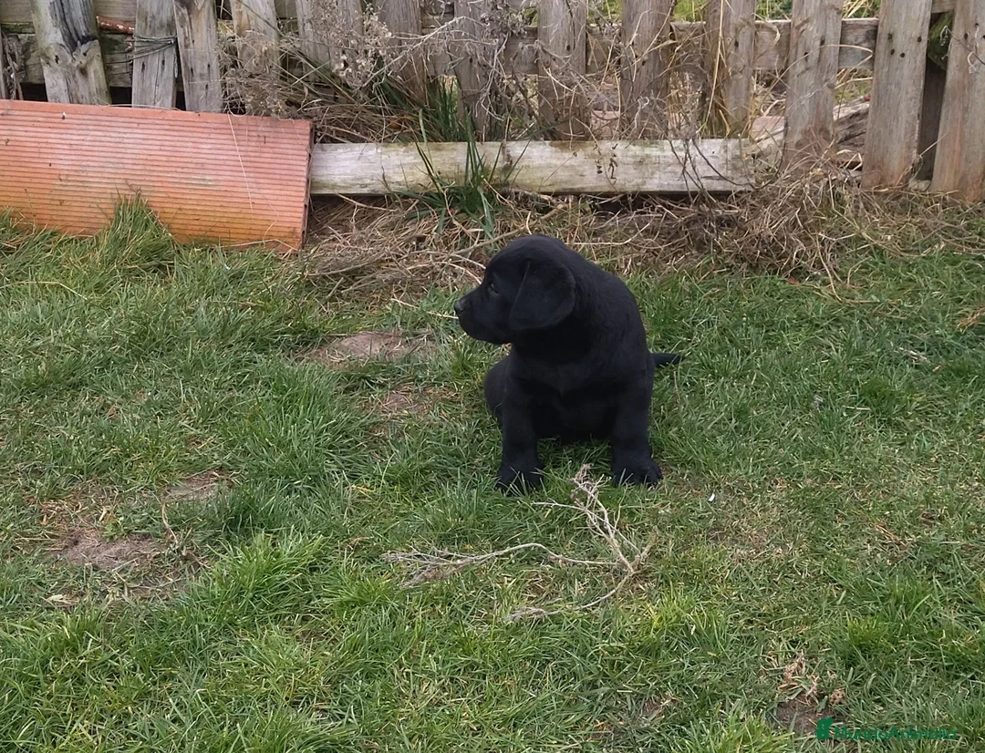 Labrador Retriever perros en venta: Labradores chocolates y negros - Anuncio 7