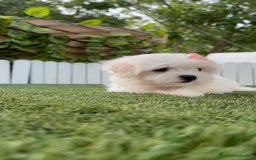 Bichón Maltés perros en venta: BICHON MALTES HEMBRA ENVIO A TODA ESPAÑA - Imagen 13
