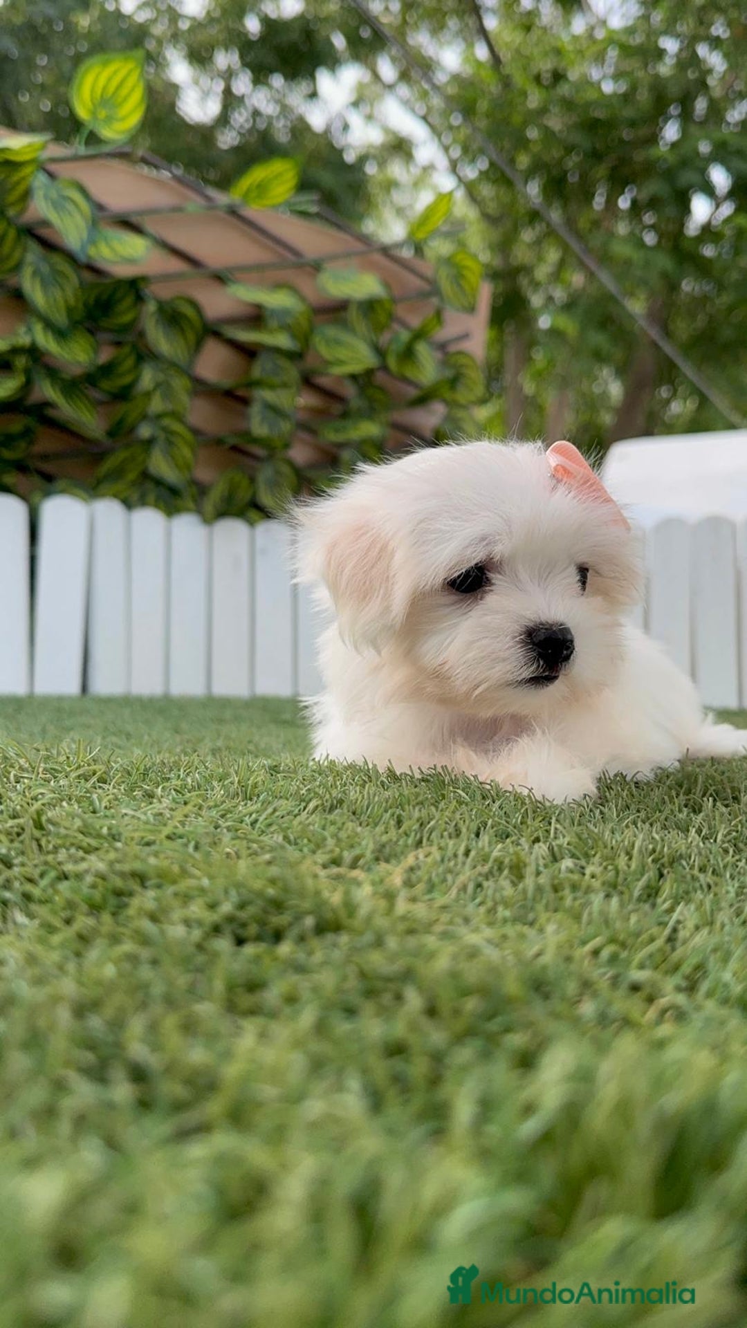 Bichón Maltés perros en venta: BICHON MALTES HEMBRA ENVIO A TODA ESPAÑA - Imagen 13
