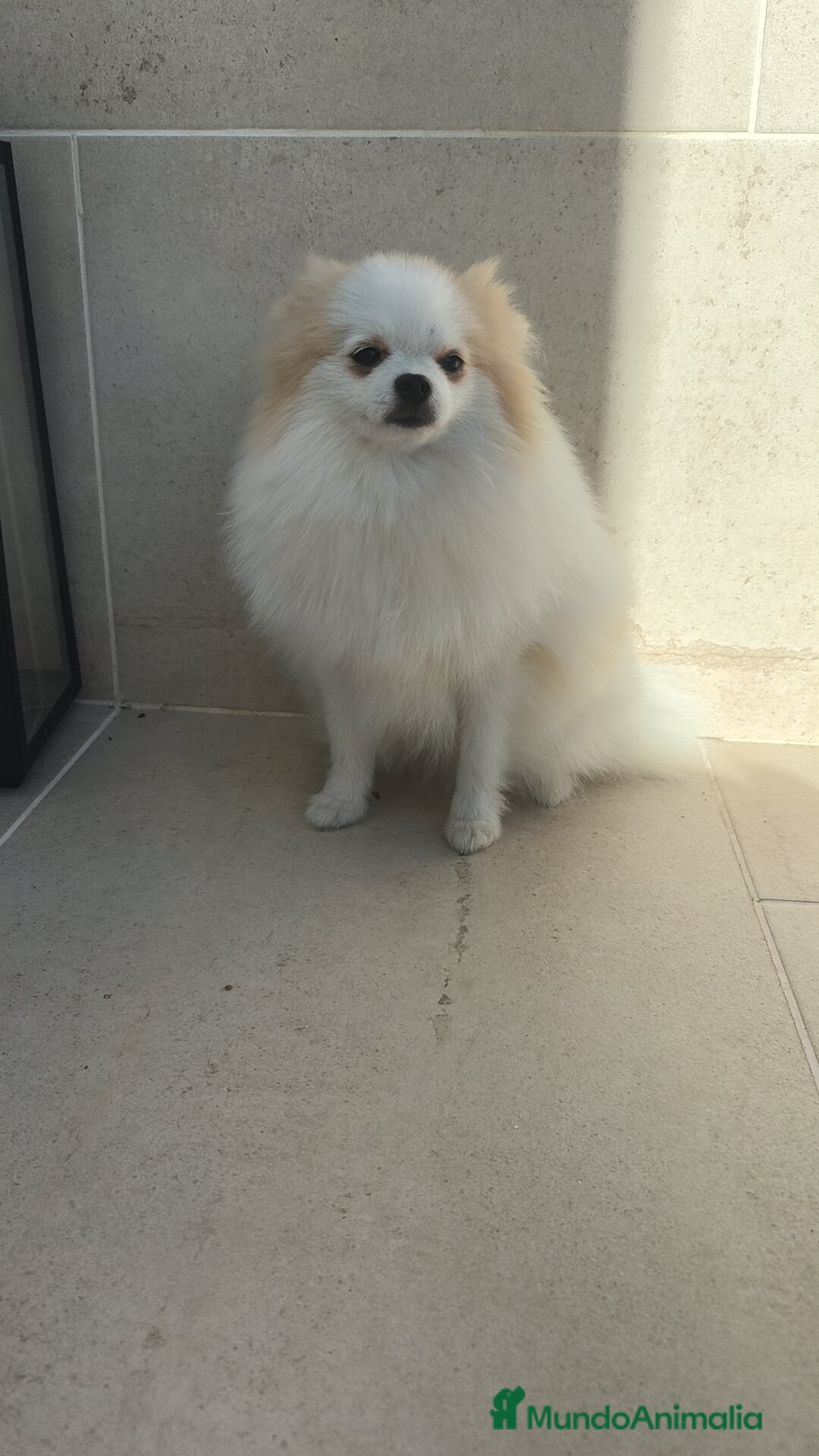 Pomerania perros en venta: Pomerania pedigree 7meses - Imagen 3