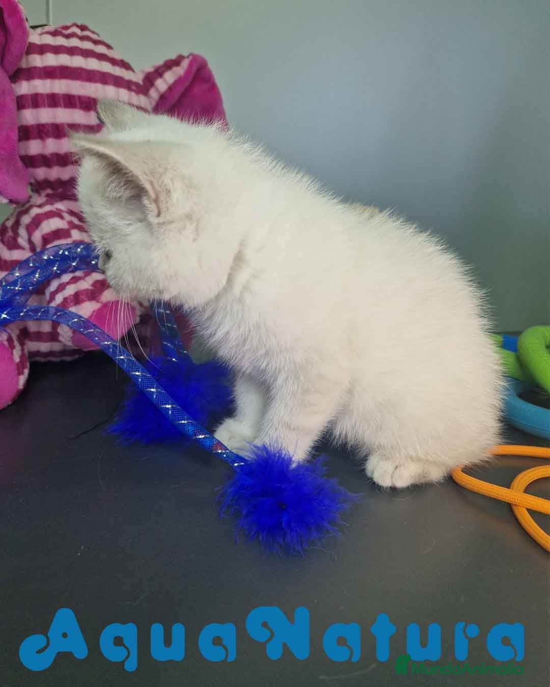 Británico de Pelo Corto gatos en venta: British Shorthair Hembra 7911 AQUANATURA - Imagen 3