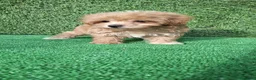 Maltipoo perros en venta: Maltipoo  - Anuncio 3