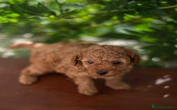 Caniche Toy perros en venta: Caniche toy macho - Imagen 8