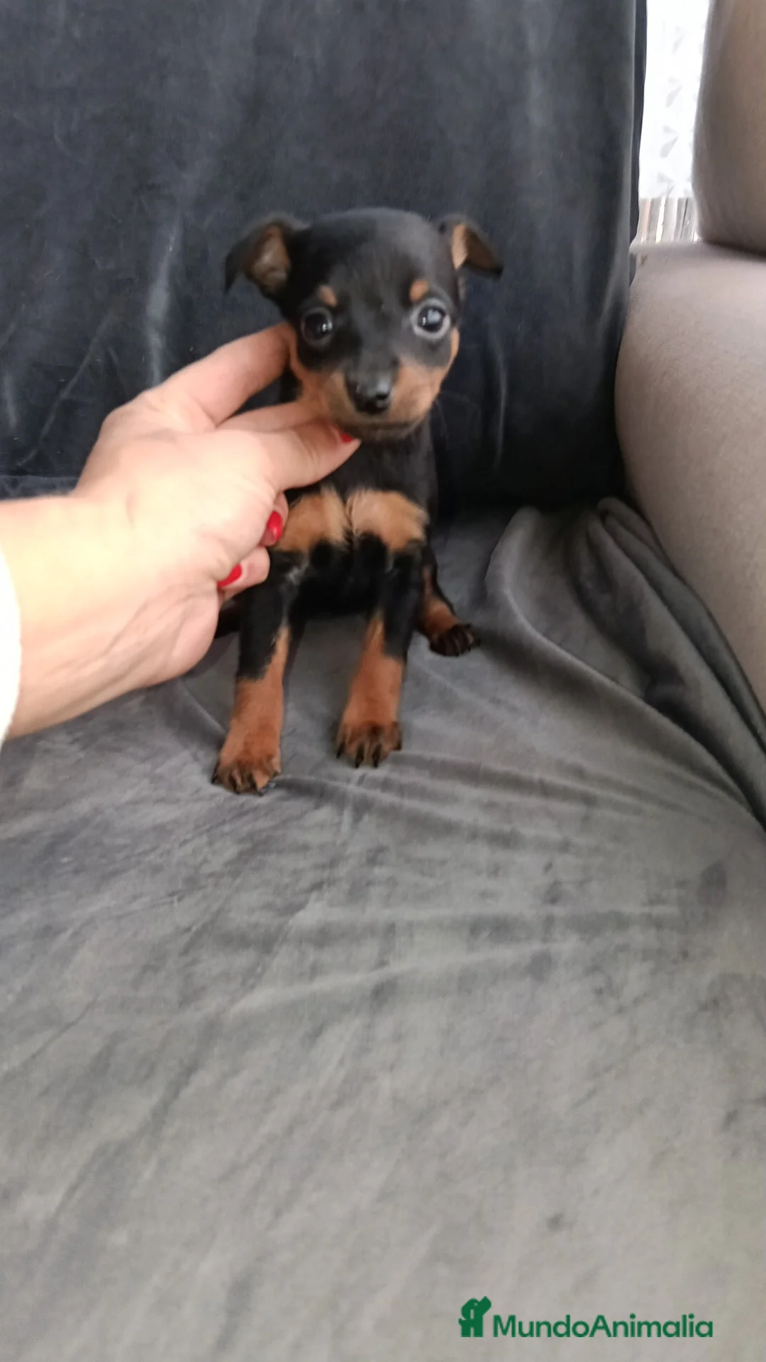 Pinscher Miniatura perros en venta: Pincher miniatura - Anuncio 2