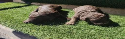 Perro de Agua Español perros en venta: Cachorros perros de agua en Zaragoza - Anuncio 15