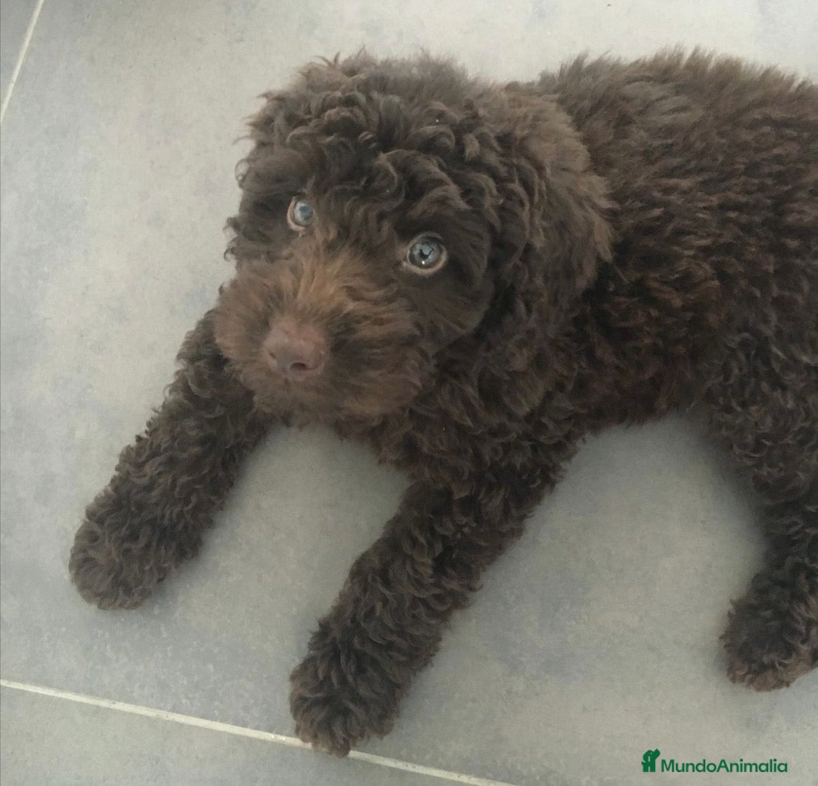 Perro de Agua Español perros Hembra perro de agua chocolate 🐶🐾🔥 - Anuncio 1