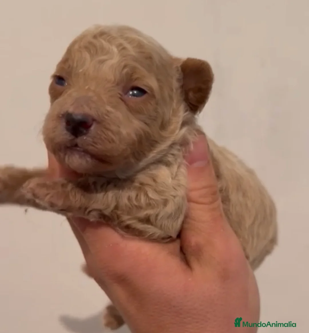 Caniche Toy perros en venta: Caniche apricot precioso - Anuncio 1