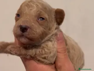 Caniche Toy perros Caniche apricot precioso - Anuncio 1