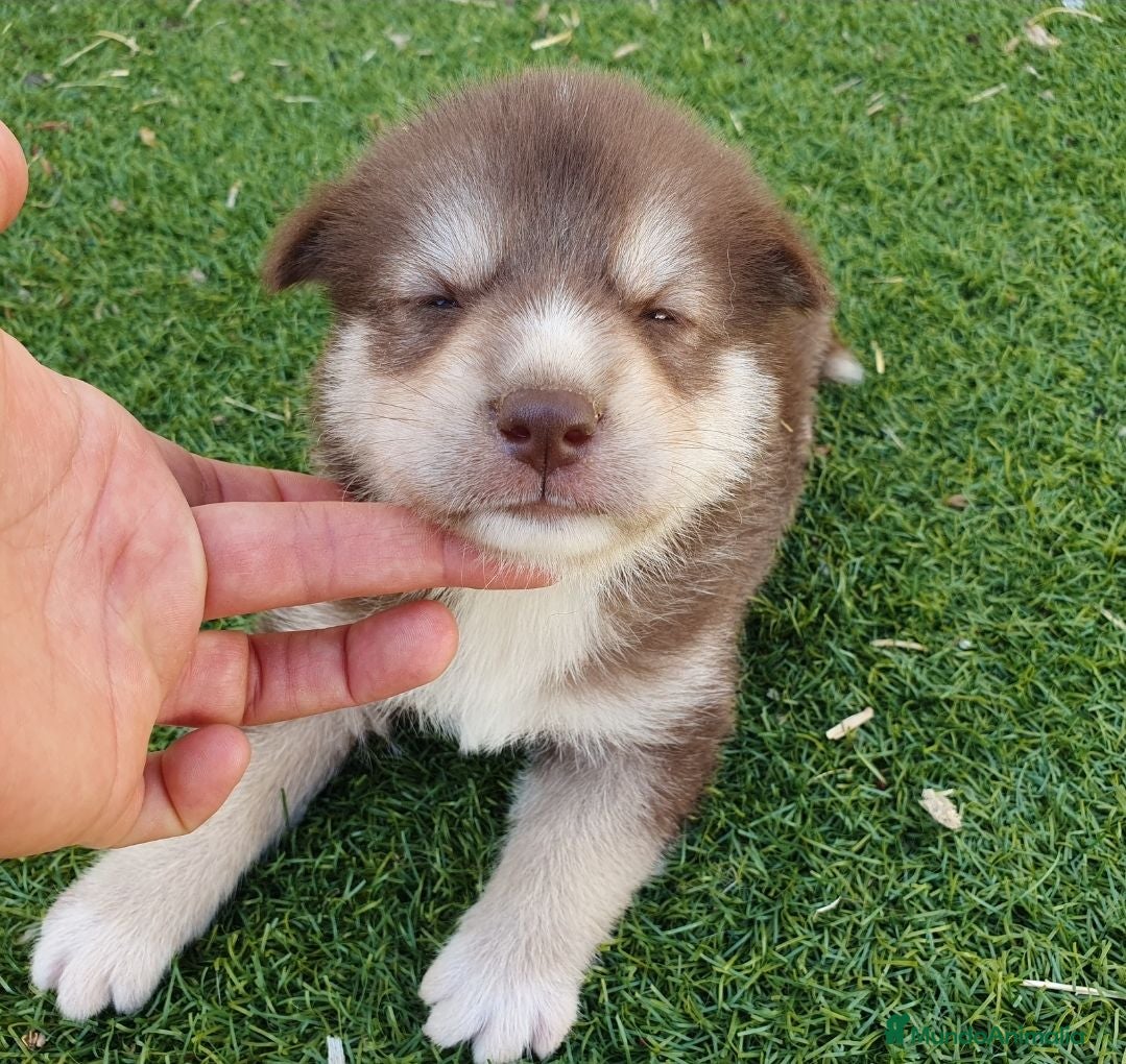 Husky Siberiano perros Husky rojos y chocolate tricolor - Anuncio 2