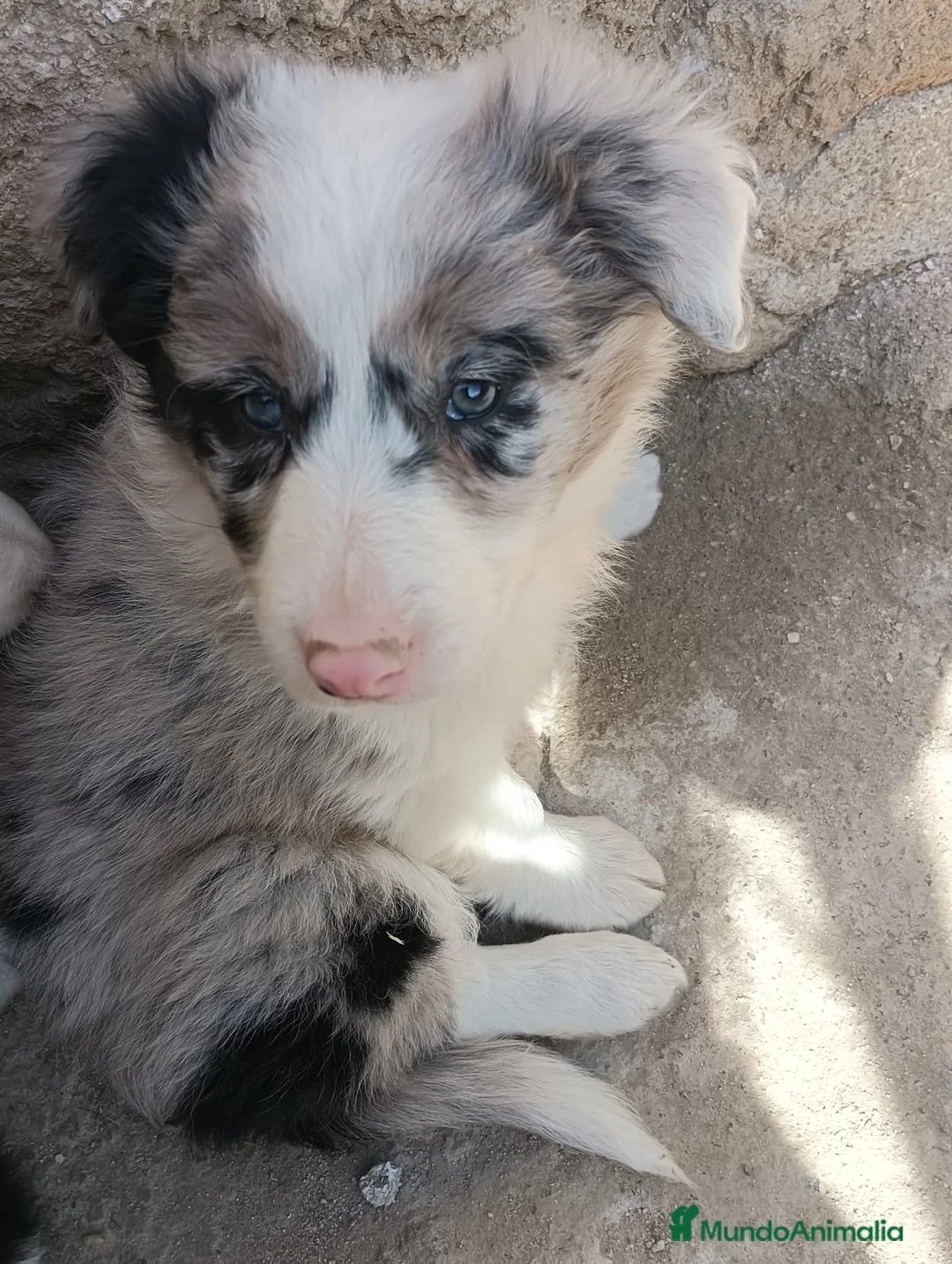 Border Collie perros en venta: Boder Collie Madrid  - Anuncio 3