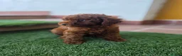 Caniche Toy perros en venta: CANICHE TOY - Anuncio 3