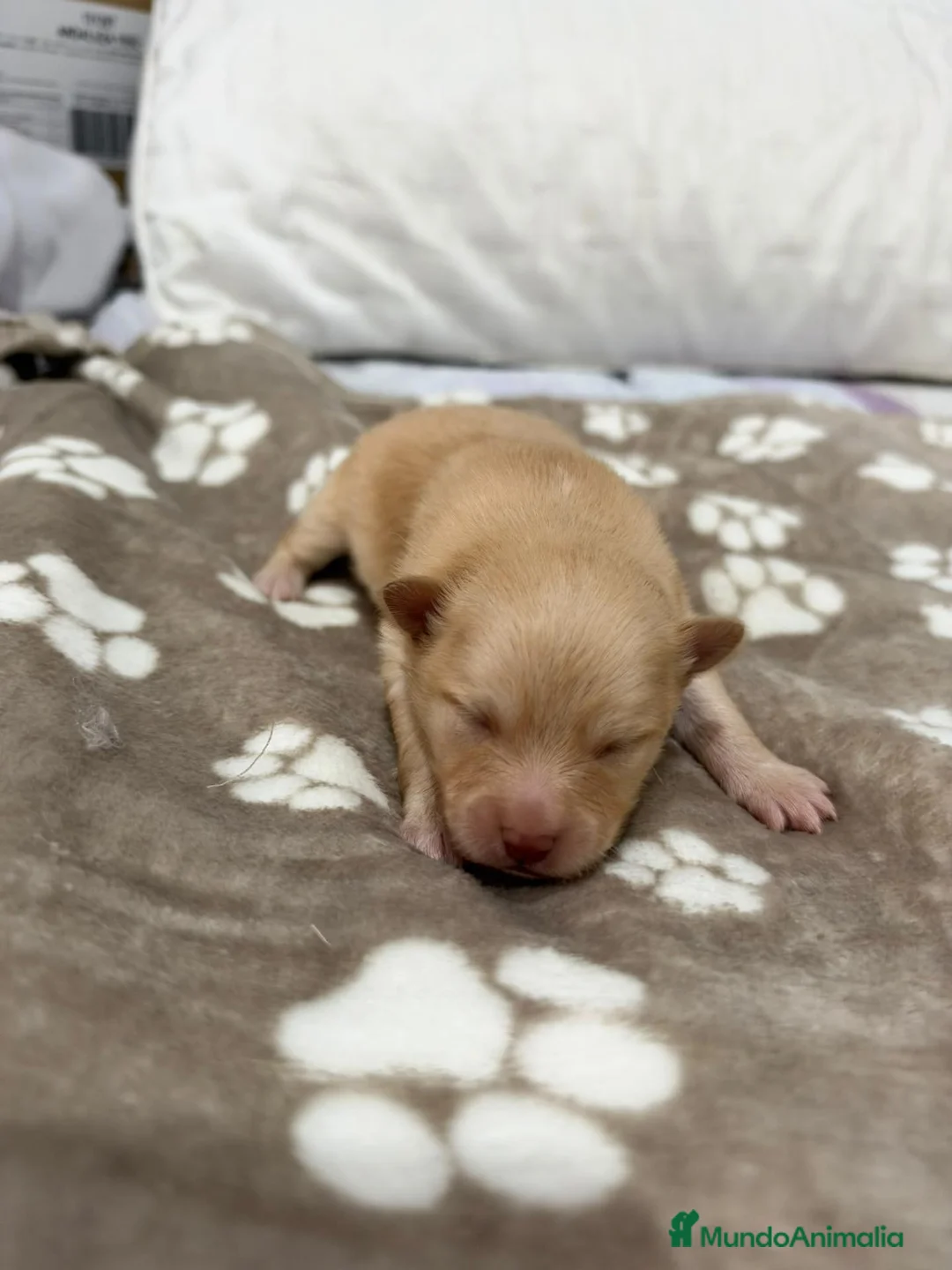Pomerania perros en venta:  Pomerania  - Anuncio 1