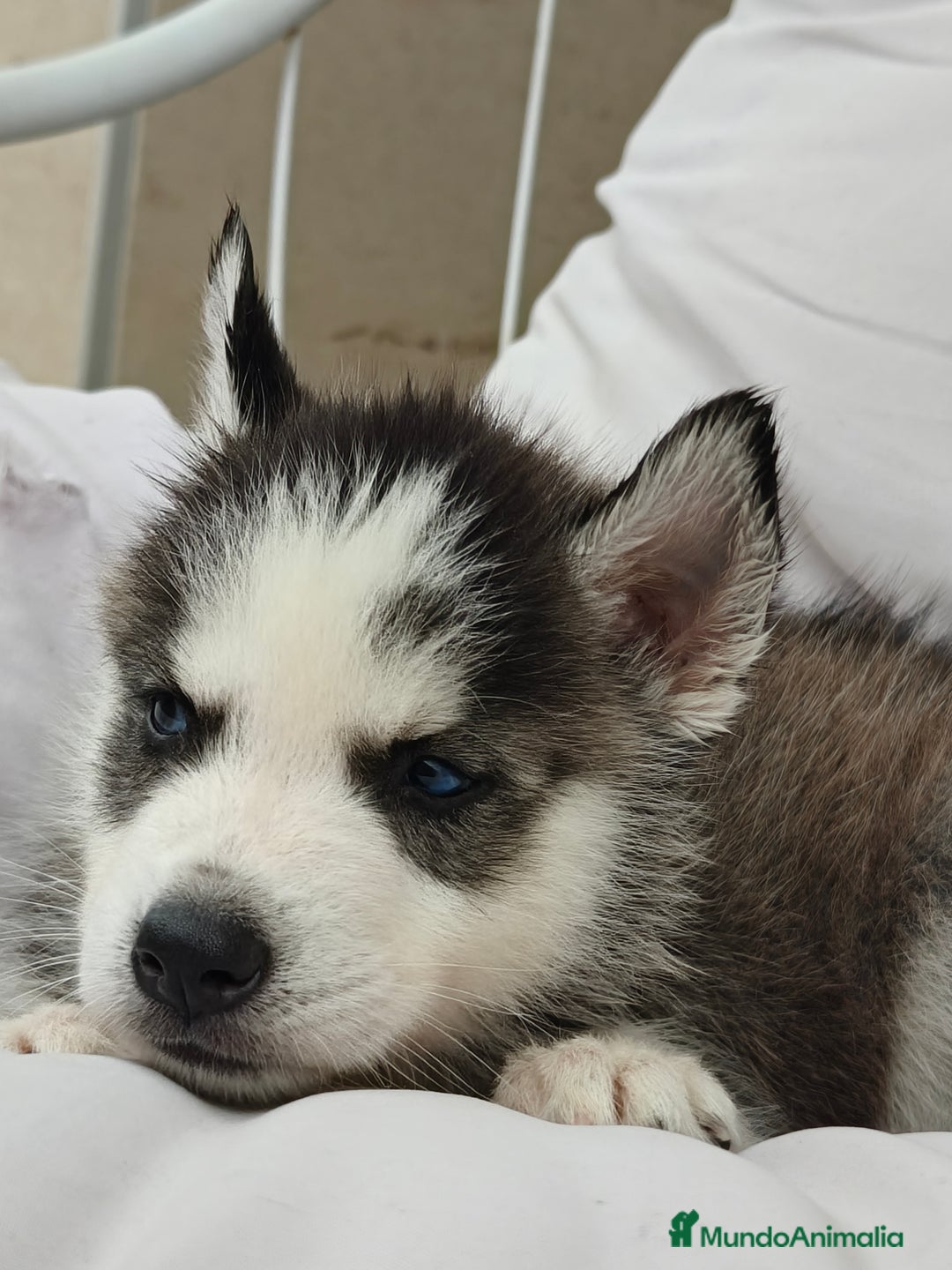 Husky Siberiano perros en venta: Husky siberiano ♀️♂️ DISPONIBLE  - Imagen 8
