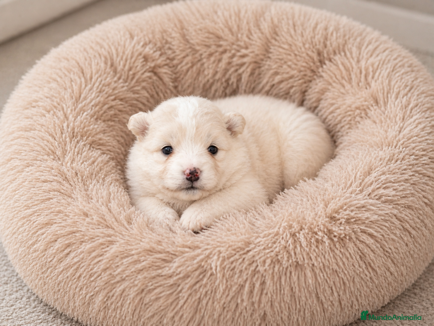 Pomerania perros Pomerania  - Anuncio 1