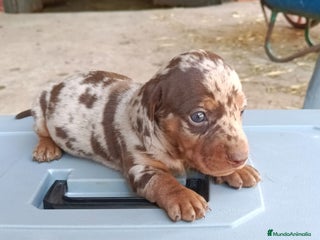 Teckel Miniatura perros - Anuncio 16