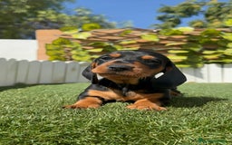 Teckel Miniatura perros en venta: TECKEL MINIATURA - Imagen 10