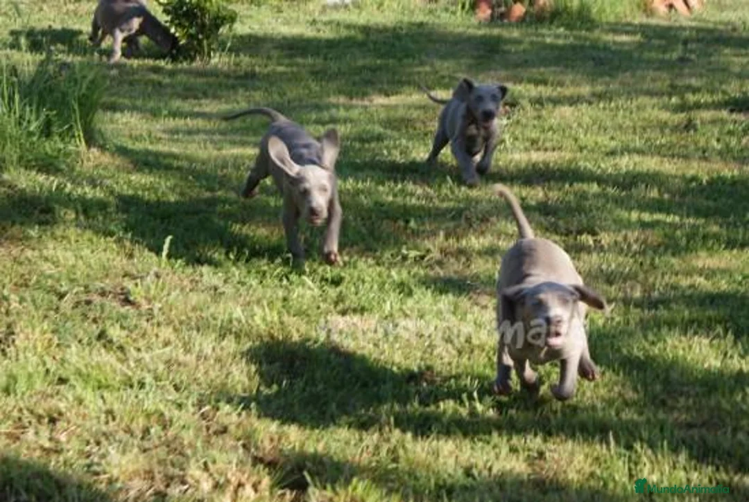 Imagen de galería {{count}}