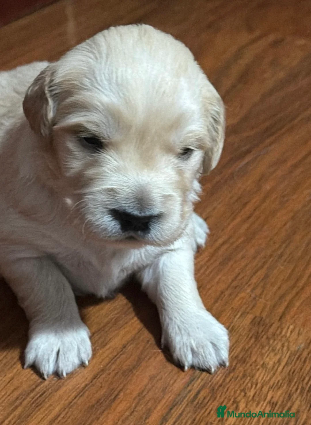 Golden Retriever perros en venta: Golden retriever disponibles 🐾 en Sevilla - Anuncio 5