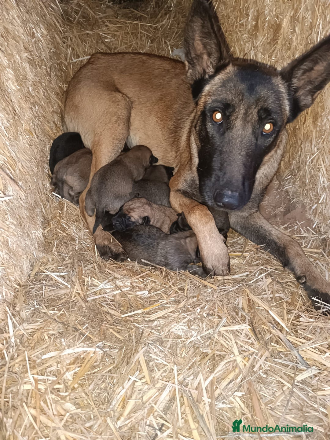 Pastor Belga Malinois perros en venta: Pastor Belga manilois  - Anuncio 1