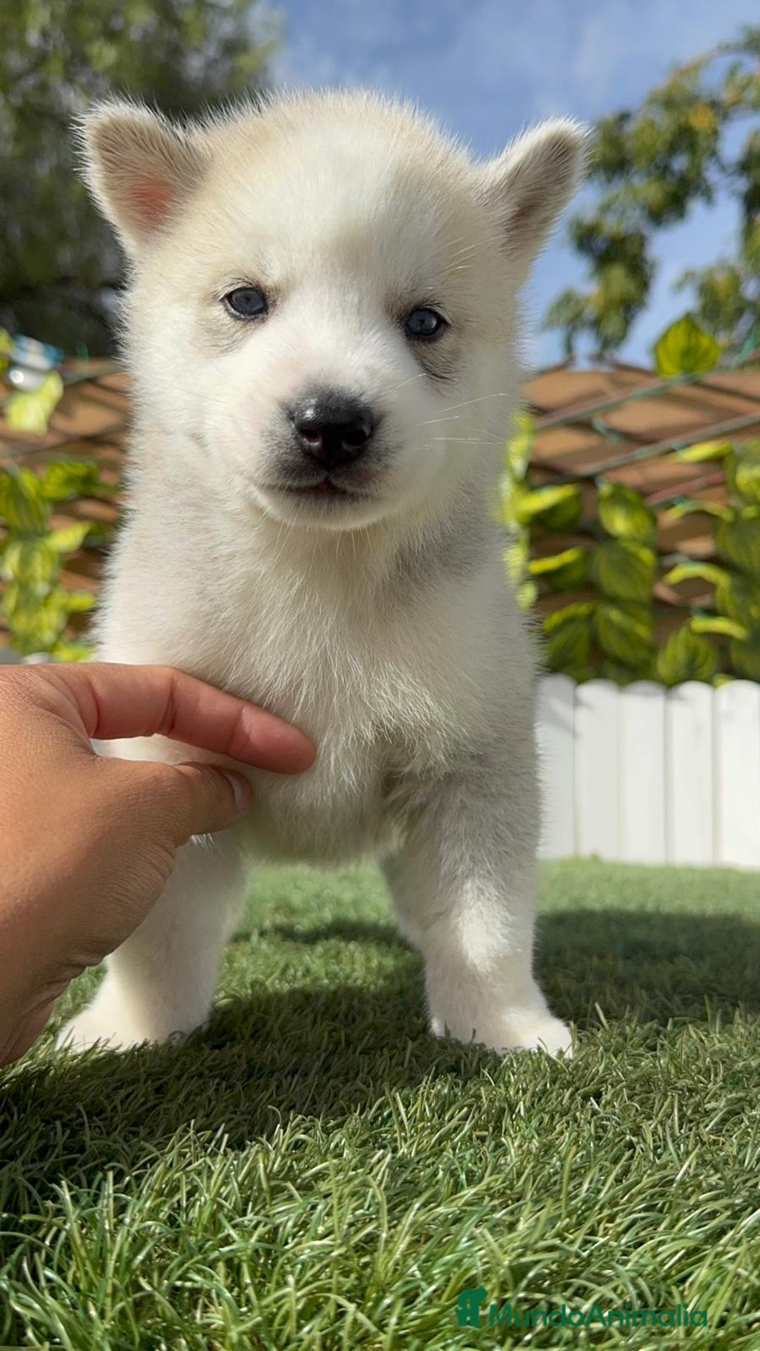 Husky Siberiano perros en venta: HUSKY - Imagen 34