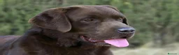 Labrador Retriever perros en venta: Labrador chocolate - Anuncio 7