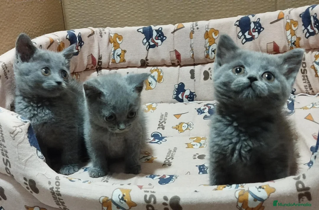 Británico de Pelo Corto Azul gatos en venta: British Shorthair preciosos  - Anuncio 2