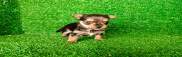 Yorkshire Terrier perros en venta: yorkshire terrier - Anuncio 3