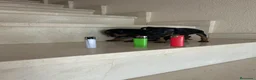 Pinscher Miniatura perros en venta: PINCHER MINIATURA - Anuncio 5