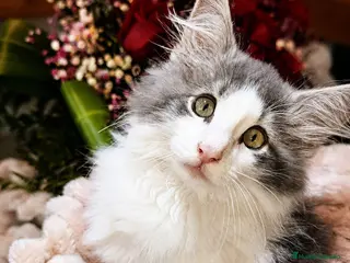 Bosque de Noruega gatos Bosques de Noruega - Anuncio 2