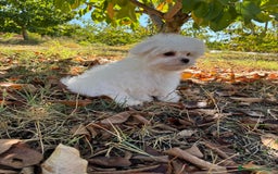 Bichón Maltés perros en venta: Bichon Maltés Toy macho disponible  - Imagen 7