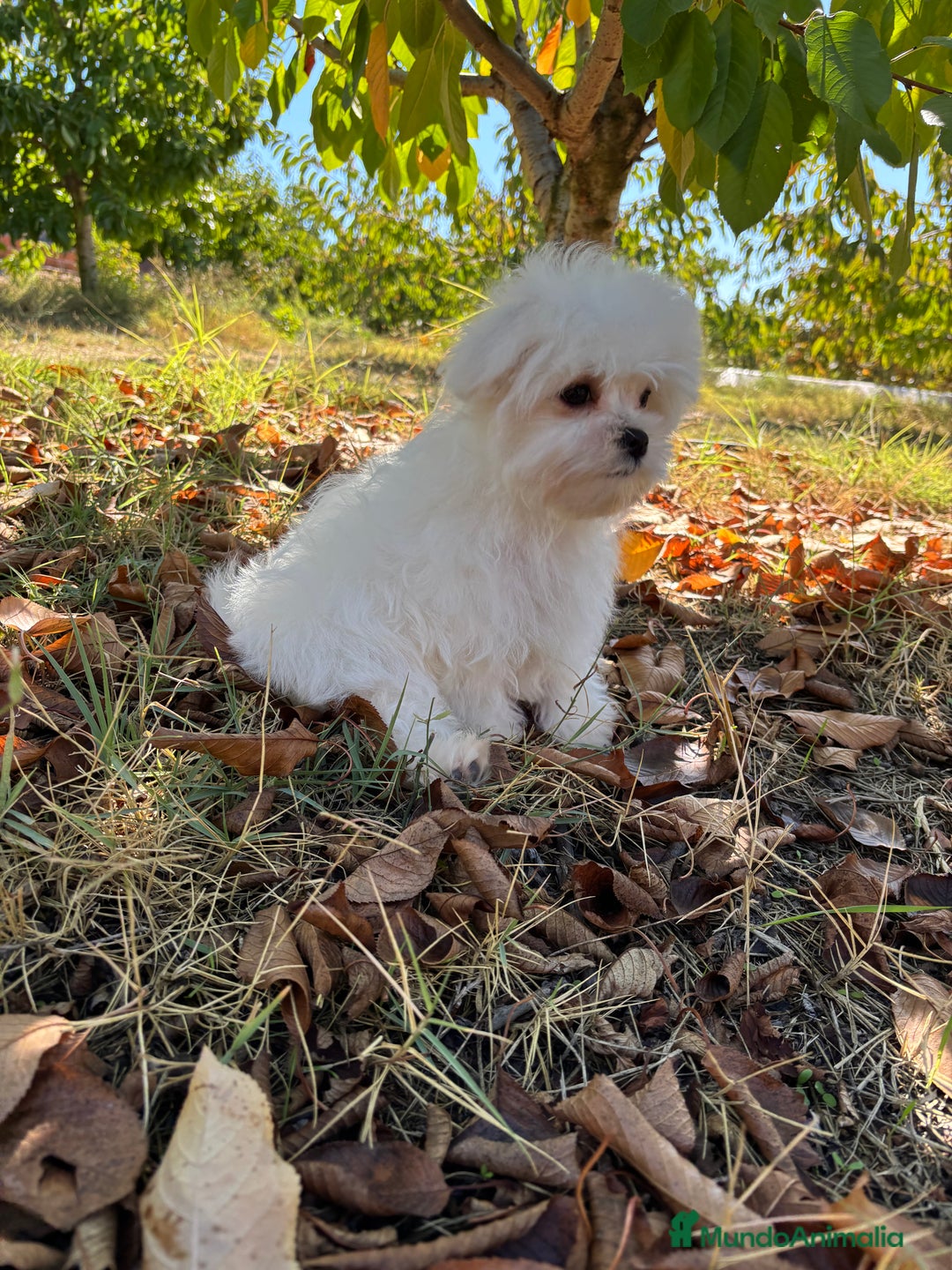 Bichón Maltés perros en venta: Bichon Maltés Toy macho disponible  - Imagen 7
