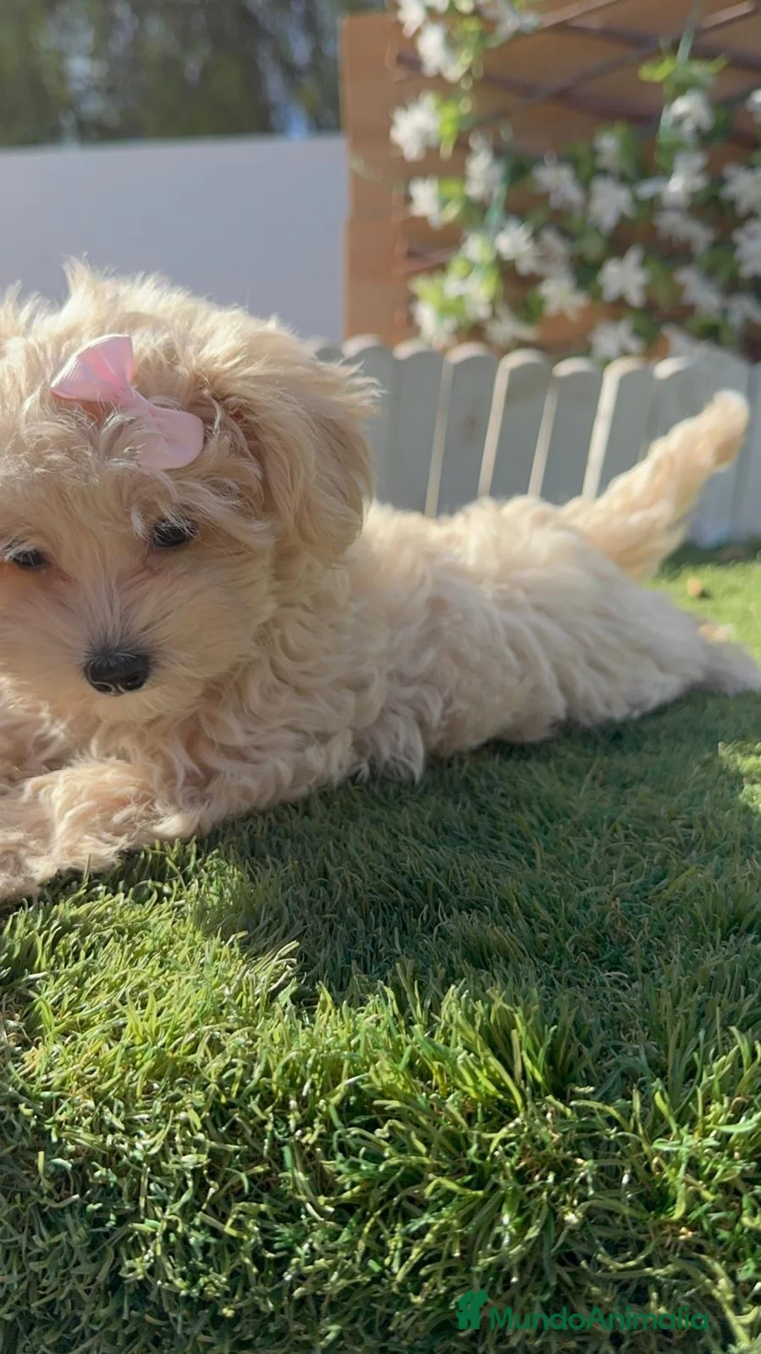 Maltipoo perros en venta: MALTIPOO HEMBRA 🎀 - Anuncio 2