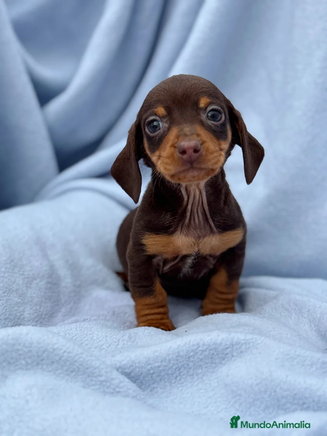 Teckel Miniatura perros en venta: Teckel mini arlequín chocolate disponible  - Anuncio 14