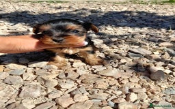 Yorkshire Terrier perros en venta: Yorkshire toy - Imagen 2