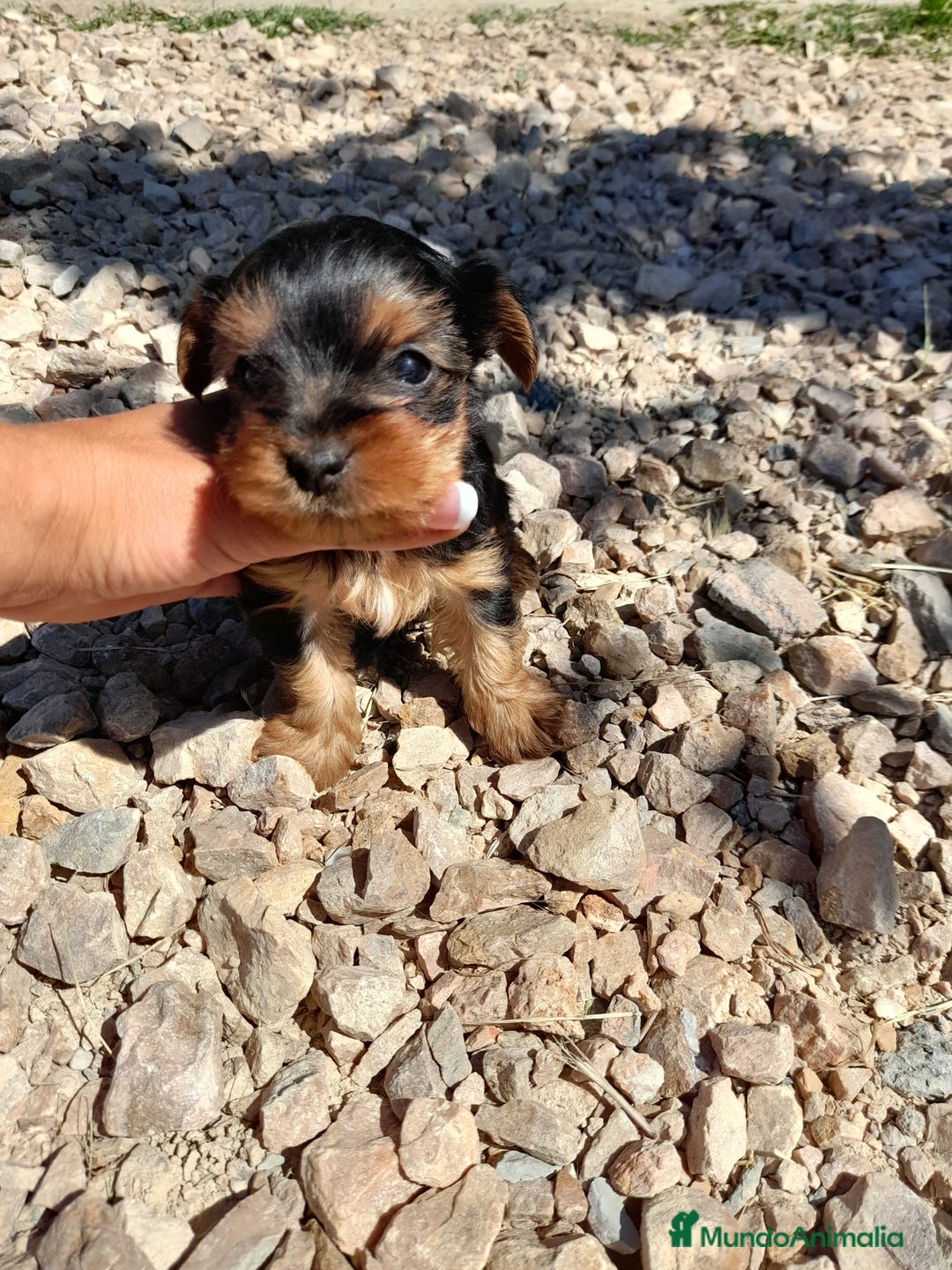 Yorkshire Terrier perros en venta: Yorkshire toy - Imagen 2