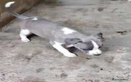 Whippet perros en venta: Whippet blue, isabela verdino - Imagen 12
