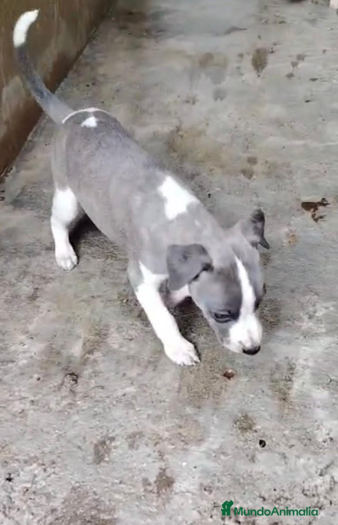 Whippet perros en venta: Whippet blue, isabela verdino - Imagen 12