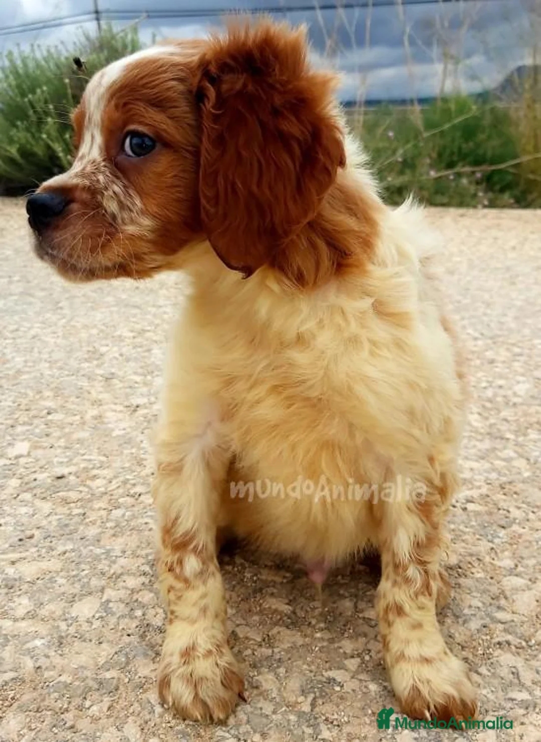 Imagen de galería {{count}}