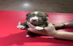 American Pit Bull Terrier perros en venta: camada American Pitbull Terrier  - Imagen 22