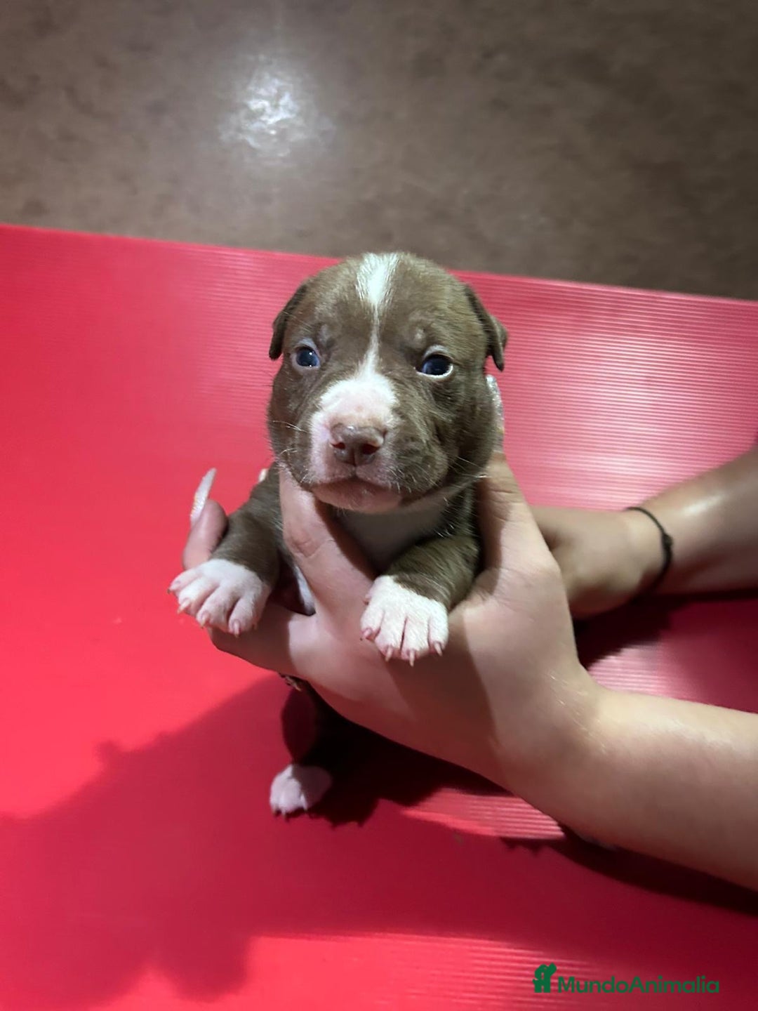 American Pit Bull Terrier perros en venta: camada American Pitbull Terrier  - Imagen 22