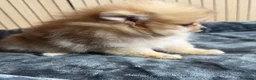 Pomerania perros en venta: Pomerania - Anuncio 3