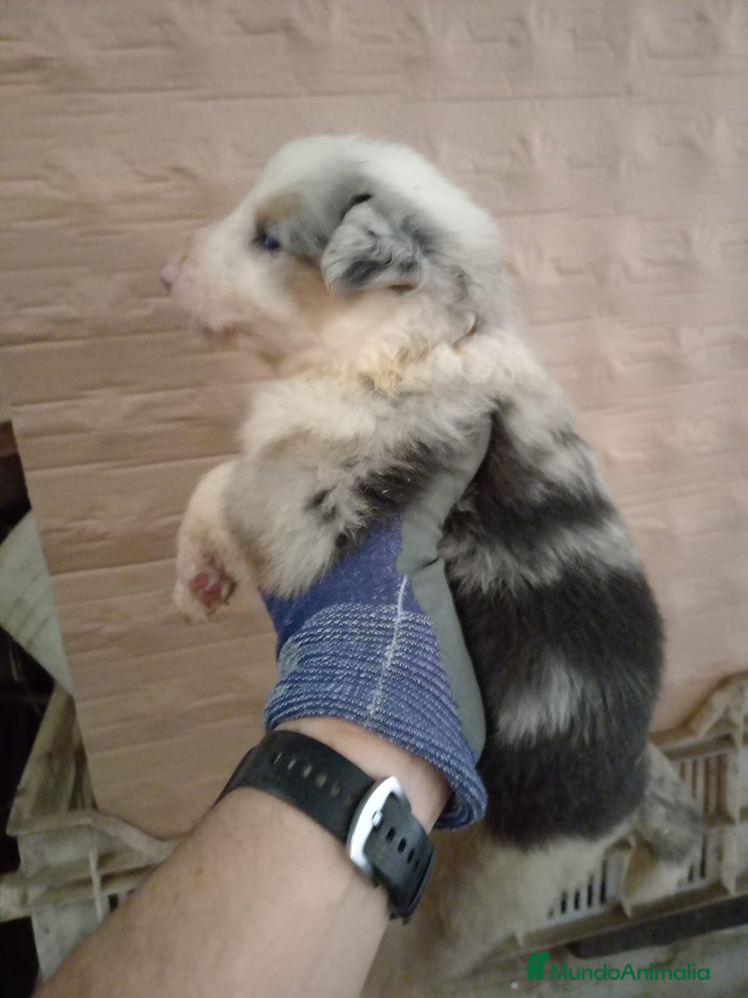 Border Collie perros en venta: Bordér collie  - Anuncio 3