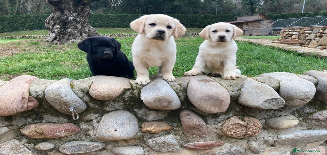 Imagen de galería {{count}}