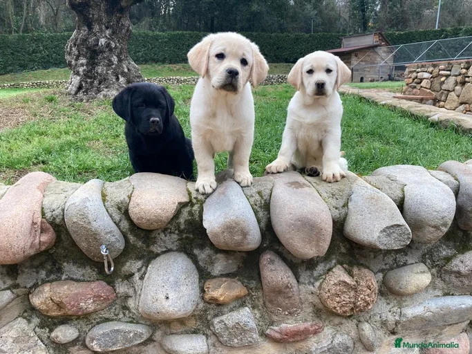 Imagen de galería {{count}}