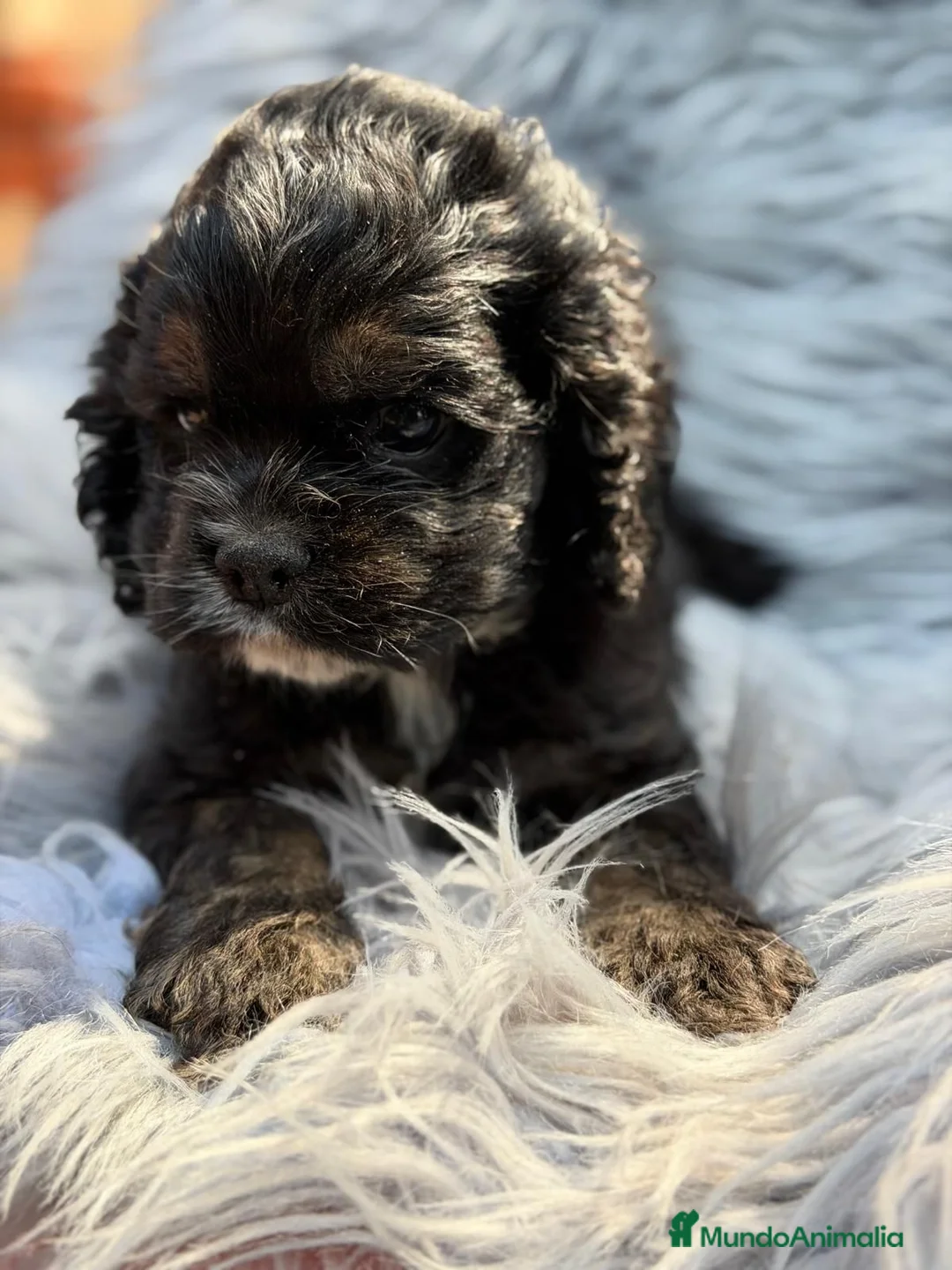 Cocker Spaniel Americano perros en venta: COCKER AMERICANO - Anuncio 8
