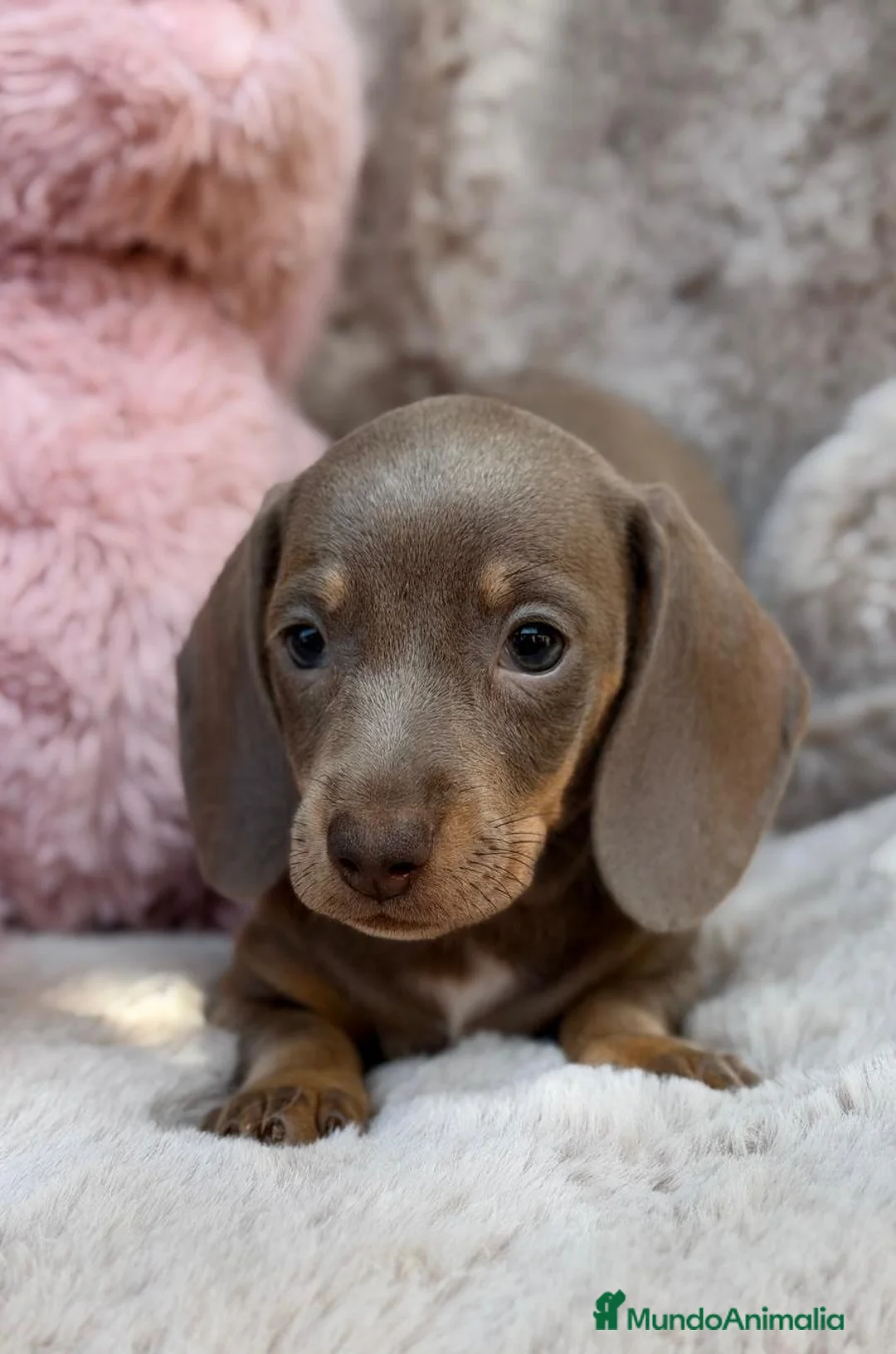Teckel Miniatura perros en venta: TECKEL ISABELLA - Anuncio 2