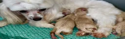 Maltipoo perros en venta: MALTIPOOS THELUXEPUPPYS  - Anuncio 2